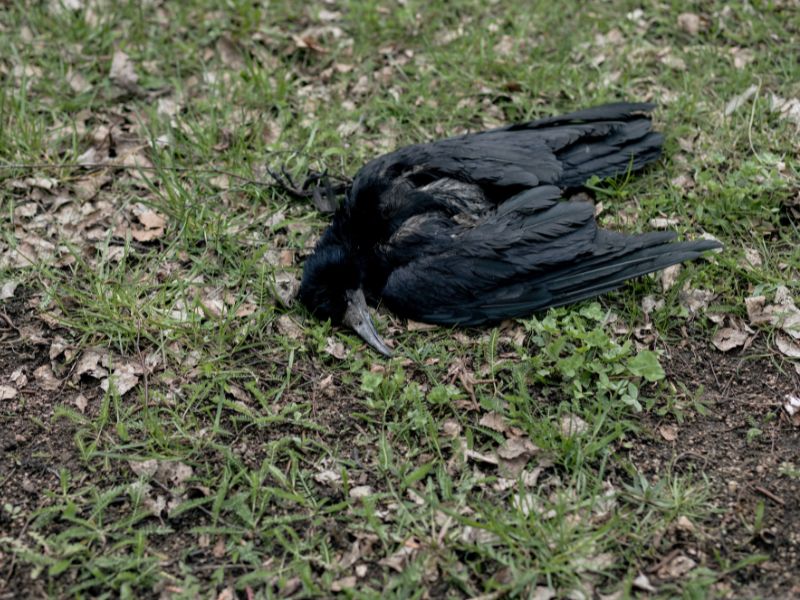Limpieza de animales muertos: qué hacer
